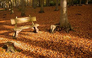 Woodland burial